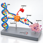 Inhibitors of DNA Replication Apoptosis Model